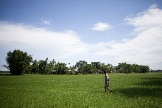 in this photograph taken on july 30 2015 a villager walks through fields of dalaha khagrabari in the bangladeshi district of panchagarh photo afp in this photograph taken on july 30 2015 a villager walks through fields of dalaha khagrabari in the bangladeshi district of panchagarh photo afp