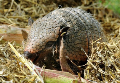 texas man shoots armadillo gets hit in face by bullet ricochet