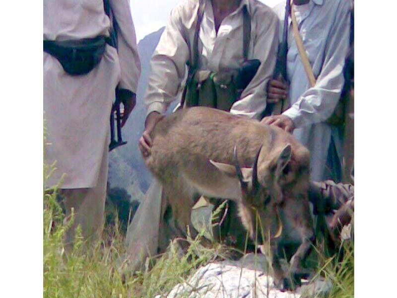 a hunted goral being taken away from its home photo express