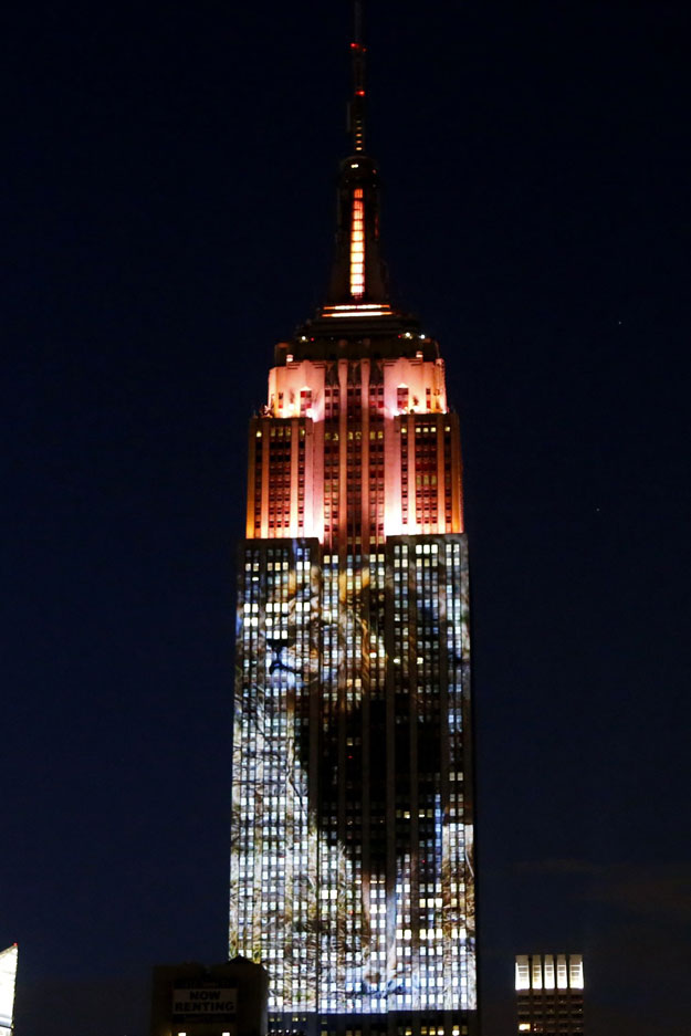 cecil the lion from zimbabwe that was killed by an american dentist is projected on the empire state building in the 039 projecting change on the empire state building 039 project made by the oscar winning director and founder of oceanic preservation society louis psihoyos and producer fisher stevens in new york on august 1 2015 photo afp