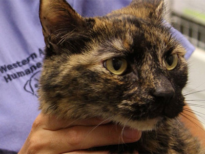 stowaway cat lucky to be alive in sunken boat