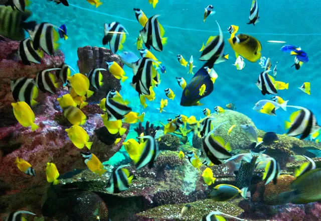 viewing aquarium displays improves mood and leads to reduction in blood pressure and heart rate