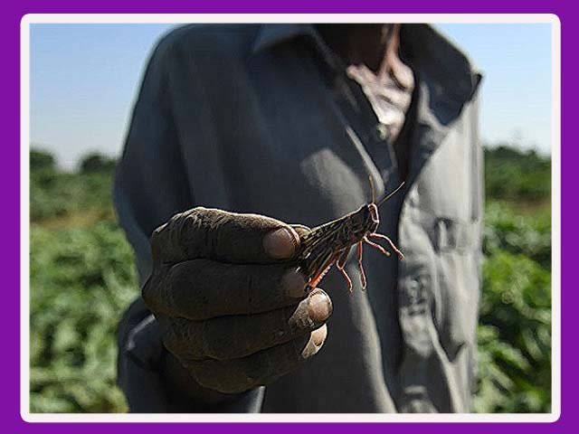 a farmer holds a locust in a field photo getty