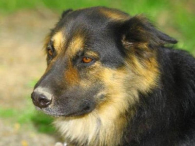 in the line of duty dogs sent to animal care centre