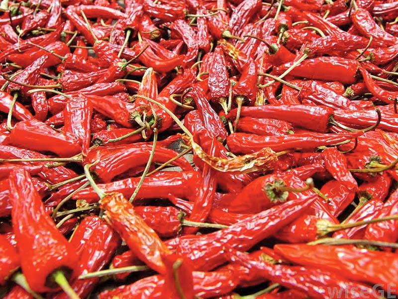 fresh chilli is richer in capsaicin vitamin c and other nutrients photo file