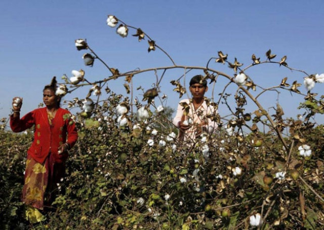 farmers harvest cotton in a field in nana viramgam village in the western state of gujarat india photo reuters farmers harvest cotton in a field in nana viramgam village in the western state of gujarat india photo reuters
