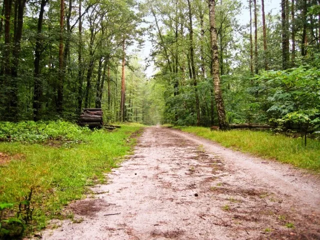 ministry believes move is necessary to protect eroding forests and increase tree cover photo file ministry believes move is necessary to protect eroding forests and increase tree cover photo file