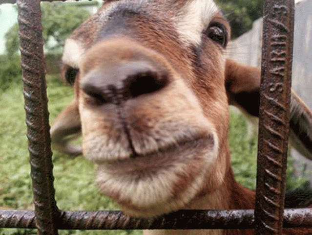 photo goats of bangladesh facebook page
