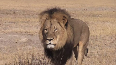 another lion like animal spotted in milwaukee metro area