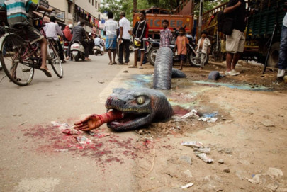 anaconda finds home on the streets of india