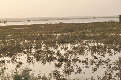 reaching saturation point sindh barrages witness yet another high flood