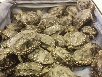 political move provincial wildlife conservator transferred political move provincial wildlife conservator transferred