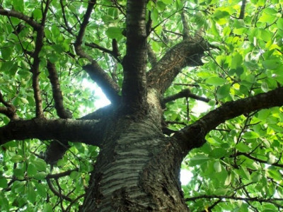 environmental protection botanical garden inaugurated in banigala