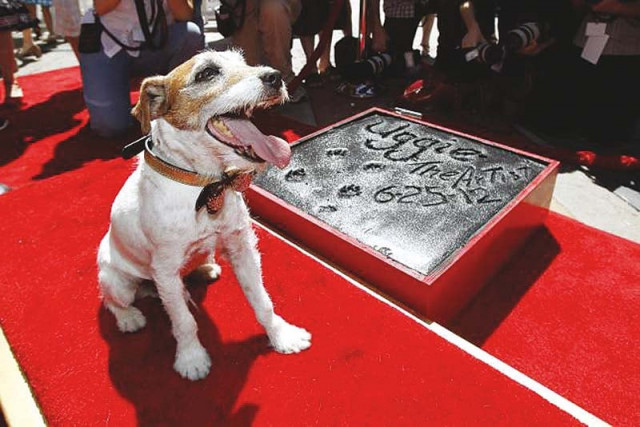 the dog who charmed audiences in red carpet appearances succumbed to prostate tumor photo file the dog who charmed audiences in red carpet appearances succumbed to prostate tumor photo file