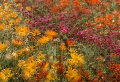 winning photos from international garden photographer of the year competition