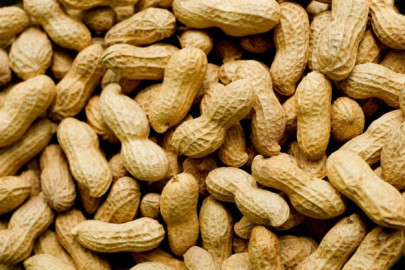 peanut growers stick to traditional farming peanut growers stick to traditional farming