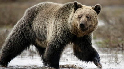 man in bear costume harasses grizzlies in alaska motive unclear man in bear costume harasses grizzlies in alaska motive unclear