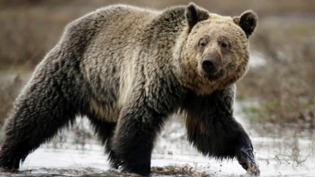 wearing the realistic outfit the man at one point came within 10 feet 3 meters of the cubs during the strange and dangerous encounter near haines on monday photo reuters wearing the realistic outfit the man at one point came within 10 feet 3 meters of the cubs during the strange and dangerous encounter near haines on monday photo reuters