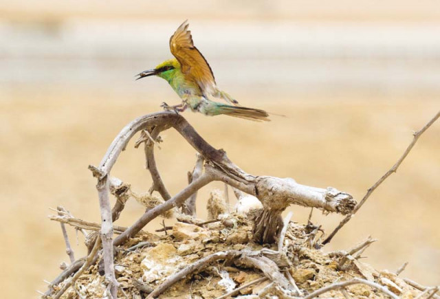 green bee eater photos express green bee eater photos express