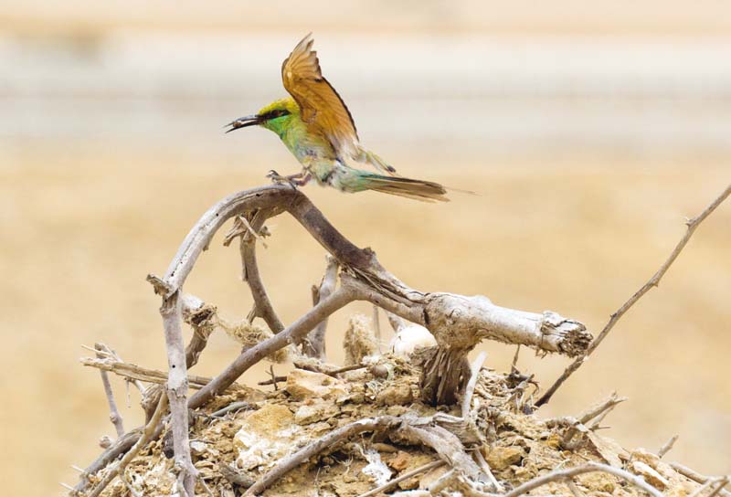 green bee eater photos express