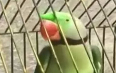 illegally captive parrots rescued illegally captive parrots rescued