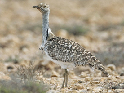 sc imposes ban on houbara bustard hunting