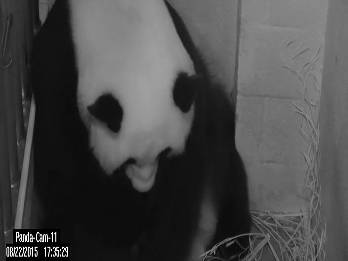 a rare giant panda called mei xiang gave birth to a cub at the smithsonian national zoo in washington officials said the new mother was artificially inseminated in april with frozen semen from a male giant panda named hui hui that resides at the china conservation and research center for the giant panda in sichuan province photo afp