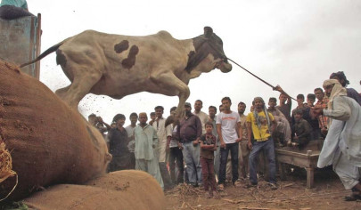 ccb approves sacrificial animal markets despite ban ccb approves sacrificial animal markets despite ban