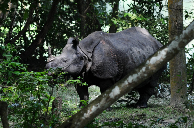 in this photograph taken on september 27 2015 a rhinoceros walks in search of food on a highland at kaziranga national park some 250km east of guwahati the capital city the northeastern state of assam photo afp in this photograph taken on september 27 2015 a rhinoceros walks in search of food on a highland at kaziranga national park some 250km east of guwahati the capital city the northeastern state of assam photo afp