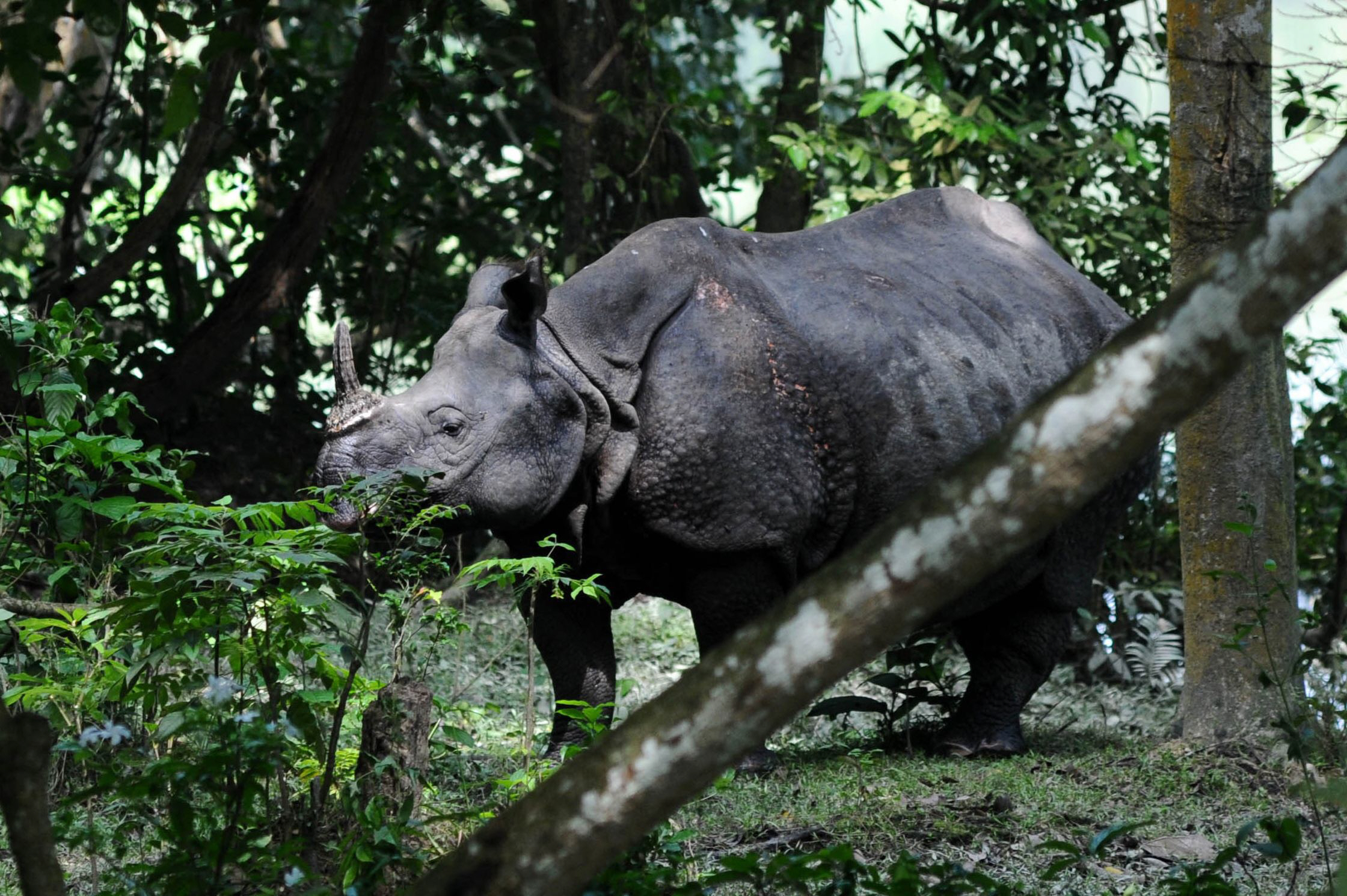 in this photograph taken on september 27 2015 a rhinoceros walks in search of food on a highland at kaziranga national park some 250km east of guwahati the capital city the northeastern state of assam photo afp