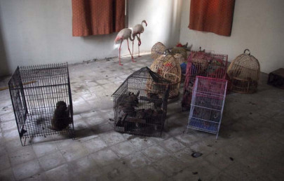 wildlife officials fear dealers more than the animals wildlife officials fear dealers more than the animals