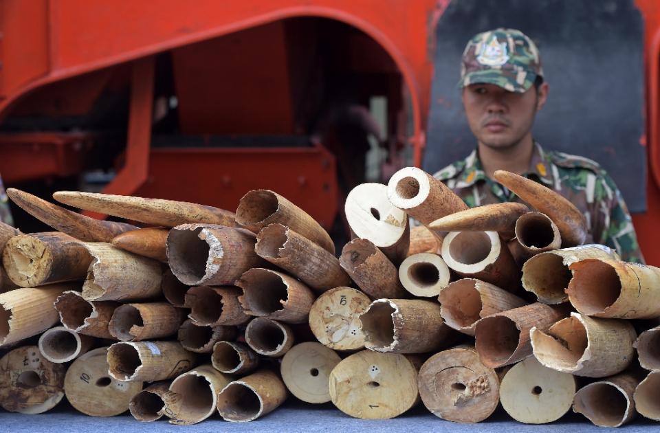 a security guard stands next to pieces of ivory on display during a destruction of confiscated ivory exercise at thailand 039 s department of national parks wildlife and plant conservation in bangkok on august 26 2015 photo afp