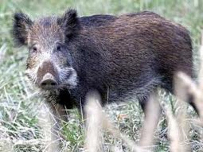 sharing habitat wild boars wreak havoc in nowshera sharing habitat wild boars wreak havoc in nowshera