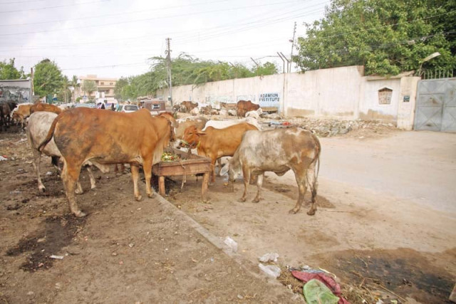 the city s illegal cow markets remain a nuisance for karachi s residents but the authorities refuse to do more than issue notices gulshan e iqbal s illegal cow market has resulted in an unhygienic environment and traffic problems aplenty photo athar khan express the city s illegal cow markets remain a nuisance for karachi s residents but the authorities refuse to do more than issue notices gulshan e iqbal s illegal cow market has resulted in an unhygienic environment and traffic problems aplenty photo athar khan express