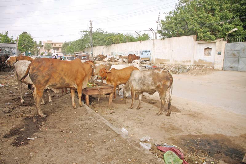 the city s illegal cow markets remain a nuisance for karachi s residents but the authorities refuse to do more than issue notices gulshan e iqbal s illegal cow market has resulted in an unhygienic environment and traffic problems aplenty photo athar khan express