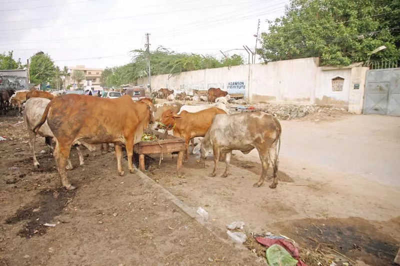 the city s illegal cow markets remain a nuisance for karachi s residents but the authorities refuse to do more than issue notices gulshan e iqbal s illegal cow market has resulted in an unhygienic environment and traffic problems aplenty photo athar khan express the city s illegal cow markets remain a nuisance for karachi s residents but the authorities refuse to do more than issue notices gulshan e iqbal s illegal cow market has resulted in an unhygienic environment and traffic problems aplenty photo athar khan express