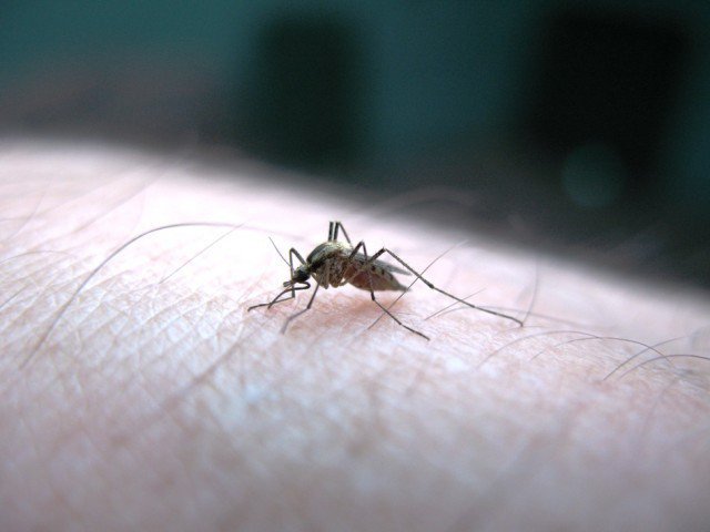 Dengue stalks Lahore amid rains