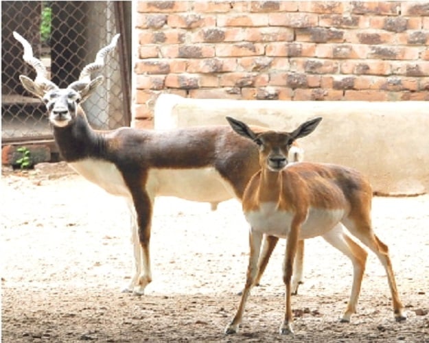 zoo permitted to cull animals for the first time photo fwf punjab gov pk