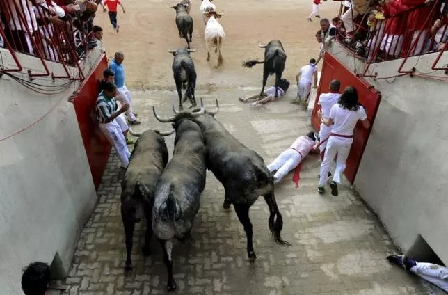 runners fall next to miura fighting bulls at the entrance to the bullring during the last day of the running of the bulls of the san fermin festival in pamplona northern spain july 14 2015 photo reuters runners fall next to miura fighting bulls at the entrance to the bullring during the last day of the running of the bulls of the san fermin festival in pamplona northern spain july 14 2015 photo reuters