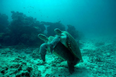 qatar coral reef at risk from warming seas