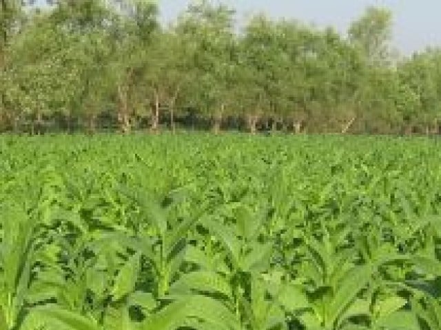 tobacco crops stock image