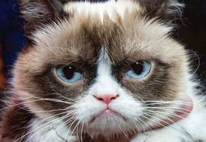 grumpy cat gets wax statue still not happy grumpy cat gets wax statue still not happy