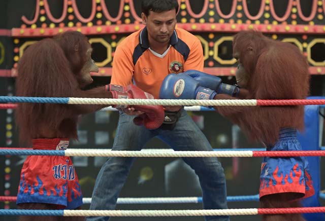 this photo taken on july 9 2015 shows orangutans preparing for a muay thai kickboxing bout at safari world a large zoo on the outskirts of bangkok photo afp