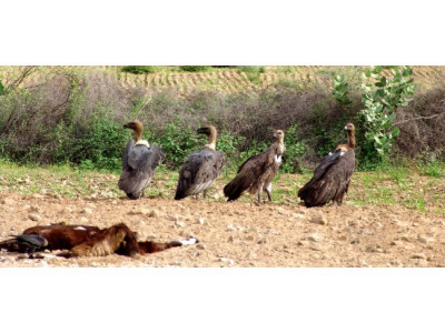 almost all species of vultures disappearing from pakistan iucn