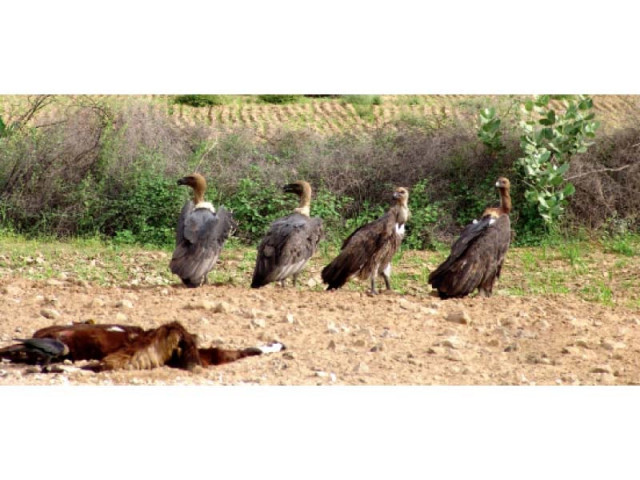 the iucn has collaborated with a local organisation baanhn beli to launch a project for vulture s conservation in nangarparkar tharparkar the bird s population has declined rapidly in the last few years in the region photo courtesy iucn the iucn has collaborated with a local organisation baanhn beli to launch a project for vulture s conservation in nangarparkar tharparkar the bird s population has declined rapidly in the last few years in the region photo courtesy iucn