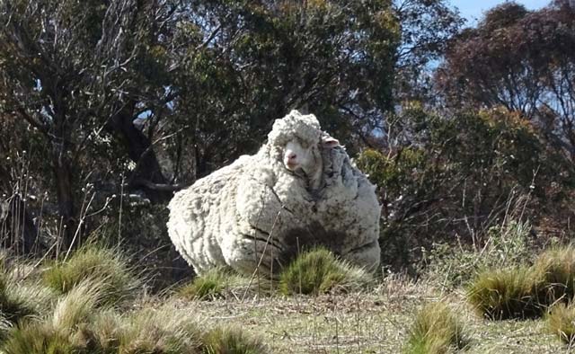 an undated handout photo obtained on september 2 2015 from the rspca shows a giant woolly sheep on the outskirts of canberra as australian animal welfare officers put out an urgent appeal for shearers after finding the sheep with wool so overgrown its life was in danger photo afp