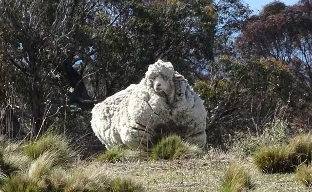 an undated handout photo obtained on september 2 2015 from the rspca shows a giant woolly sheep on the outskirts of canberra as australian animal welfare officers put out an urgent appeal for shearers after finding the sheep with wool so overgrown its life was in danger photo afp an undated handout photo obtained on september 2 2015 from the rspca shows a giant woolly sheep on the outskirts of canberra as australian animal welfare officers put out an urgent appeal for shearers after finding the sheep with wool so overgrown its life was in danger photo afp