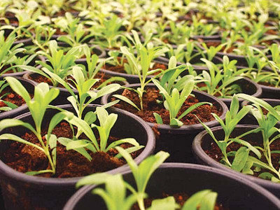 7 things your plants are trying to tell you 7 things your plants are trying to tell you