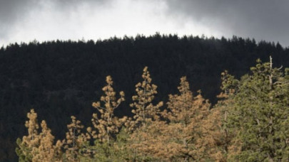 earth has three trillion trees study