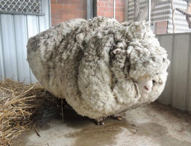 australian sheep is unofficially the world s woolliest australian sheep is unofficially the world s woolliest